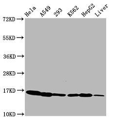 HIST1H3A (Ab-3) antibody