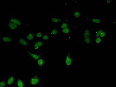 HIST1H3A (Ab-36) Antibody