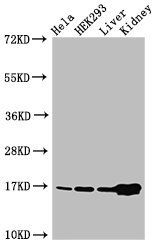 HIST1H3A (Ab-36) antibody