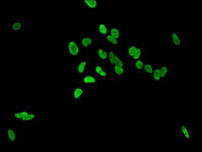 HIST1H3A (Ab-36) Antibody