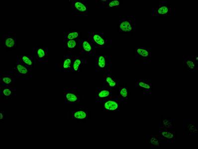 HIST1H3A (Ab-36) antibody