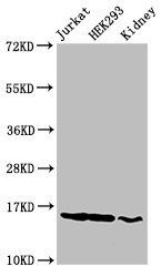 HIST1H3A (Ab-36) antibody