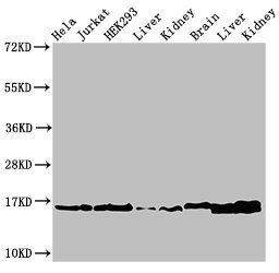 HIST1H3A (Ab-36) antibody