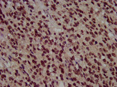 HIST1H3A (Ab-36) Antibody