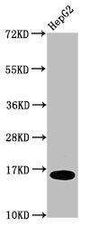 HIST1H3A (Ab-36) antibody