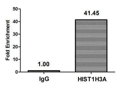 HIST1H3A (Ab-37) Antibody
