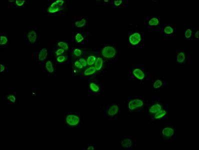 HIST1H3A (Ab-37) Antibody