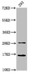 HIST1H3A (Ab-37) Antibody