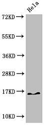 HIST1H3A (Ab-4) antibody