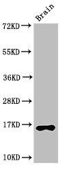 HIST1H3A (Ab-4) antibody