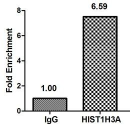 HIST1H3A (Ab-4) Antibody
