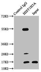 HIST1H3A (Ab-4) Antibody