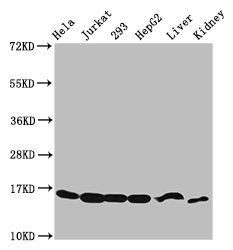 HIST1H3A (Ab-4) Antibody