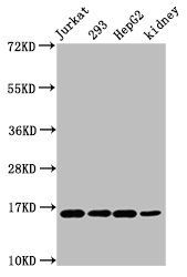 HIST1H3A (Ab-45) antibody