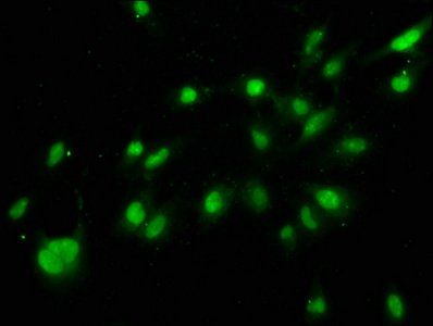 HIST1H3A (Ab-56) Antibody