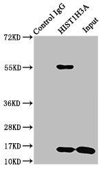 HIST1H3A (Ab-6) antibody