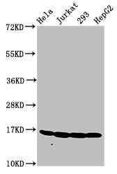 HIST1H3A (Ab-6) antibody