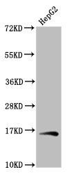 HIST1H3A (Ab-79) Antibody