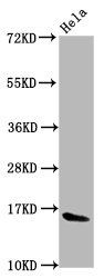HIST1H3A (Ab-79) Antibody