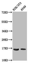 HIST1H3A (Ab-79) antibody