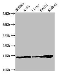 HIST1H3A (Ab-9) antibody