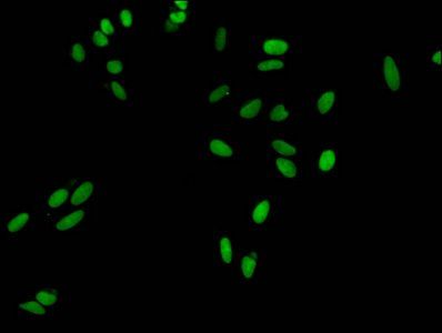 HIST1H3A (Ab-9) antibody