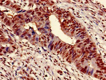 HIST1H3A (Ab-9) Antibody