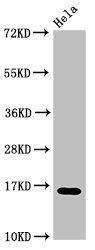 HIST1H3A (Ab-9) antibody