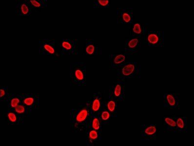 HIST1H3A (Ab-9) Antibody