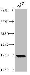 HIST1H3A (Ab-9) antibody