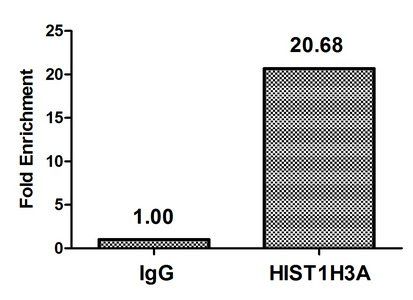 HIST1H3A (Ab-9) Antibody