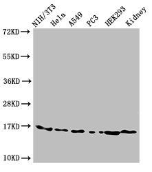 HIST1H3A (Ab-9) Antibody