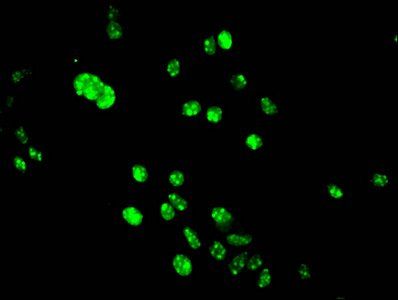 HIST1H3A (Ab-9) antibody