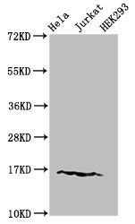 HIST1H3A (Ab-9) antibody