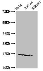 HIST1H3A (Ab-9) Antibody