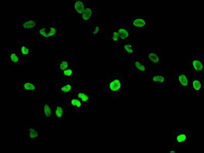 HIST1H3A (Ab-9) Antibody