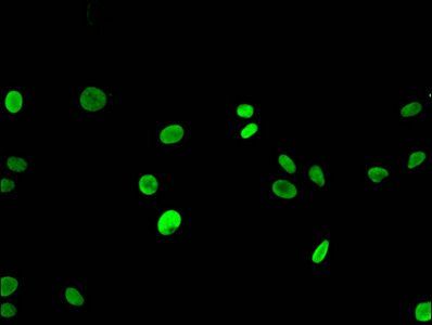 HIST1H3A (Ab-9) Antibody