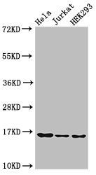 HIST1H3A (Ab-9) Antibody