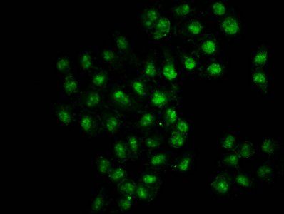 HIST1H3A (Ab-9) Antibody