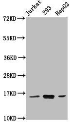 HIST1H3A (Ab-9) antibody