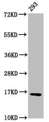 HIST1H3A (Ab-9) Antibody