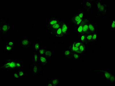HIST1H3A (Ab-9) Antibody