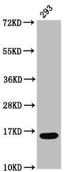 HIST1H3A (Ab-9) Antibody