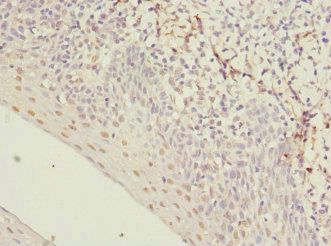 HIST1H3A Antibody