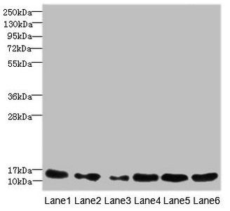 HIST1H3A Antibody
