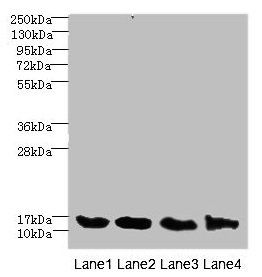 HIST1H3A antibody