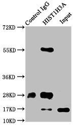 Phospho-HIST1H3A (S10) Antibody