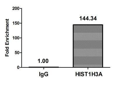 Phospho-HIST1H3A (T6) Antibody