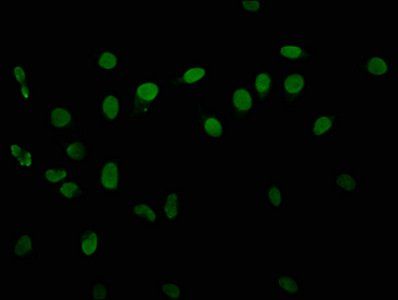 HIST1H3A (phospho-T6) antibody