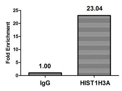 Phospho-HIST1H3A (T80) Antibody